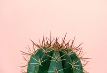 New CACTUS Cyber Attack Targets 2 Organizations