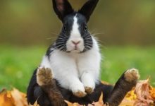 BunnyLoader Malware Targets Browsers and Cryptocurrency