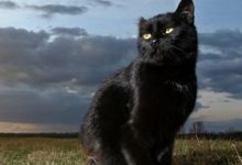 BlackCat Rises: Infamous Ransomware Gang Defies Law Enforcement