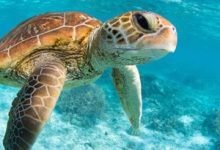 Turkish APT Sea Turtle Resurfaces, Spies on Dutch IT Firms