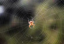 UNC3944 Aka ‘Scattered Spider’ Shifts Focus To Data Theft