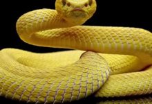 Evolving Snake Keylogger Variant Targets Windows Users